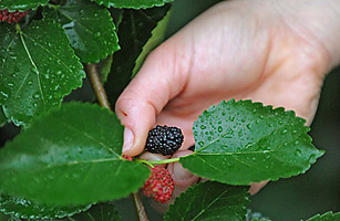 Foragers Delight: Finding Secret Harvests in U.S. Cities