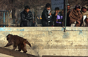 Afghanistan: The Kabul Zoo Is Buzzing Again with Visitors