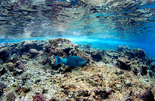 Why Australias Great Barrier Reef Needs Saving