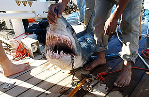 Red Sea Shark Attacks: Killing Spree Puzzles Scientists