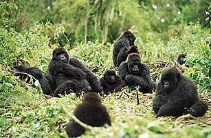 Rwandas Post-Civil War Hope? Gorilla Tourism