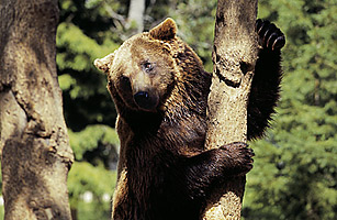 Italy: Bear-Meat Barbecue Fires Up a Political Clash