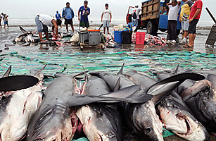 Farewell to Sharks (And Yes, Thats a Bad Thing)