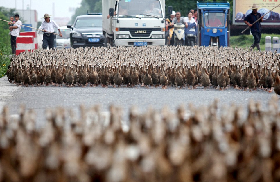 5,000 ducks block traffic on their way to feed in Zhejiang province, China - 17 Jun 2012