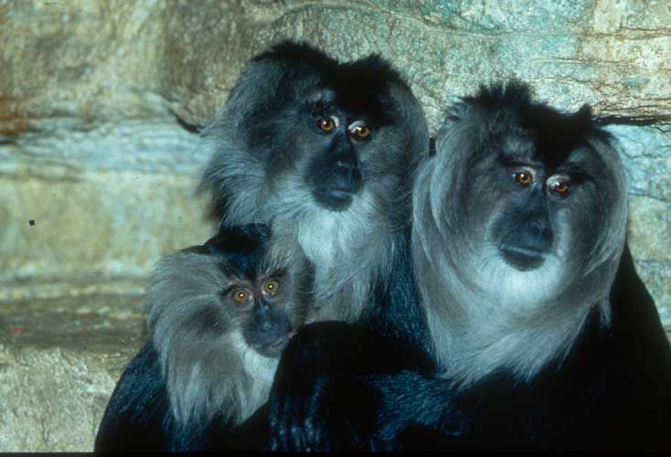 Lion Faced macaque