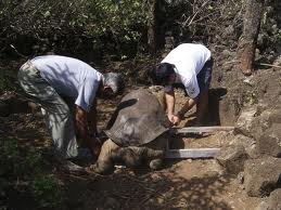 lonesome goerge being moved Lonesome George being moved after his caregiver discovered him lifeless and stretched out towards the watering hole, apparently dying alone at age 100.