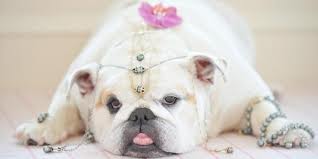 Howard Stern's Bulldog