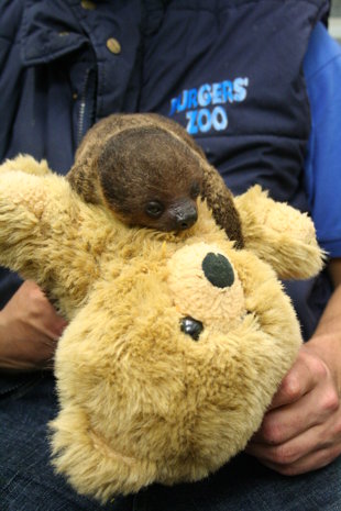 A baby sloth at a zoo in the Netherlands is clinging to a new friend for dear life. A baby sloth at a zoo in the Netherlands is clinging to a new friend for dear life.