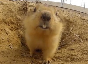 gopher
