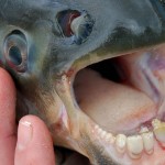 Hooked IV: Vampire FishNGC-US: Ep. Code 4255 Pacu fish, cousins to the piranha and known as “frugivores,” have human-like teeth that can crack nuts and fruits.