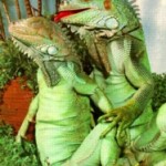 iguanas