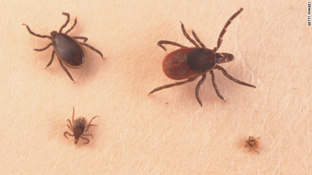 ticks-closeup
