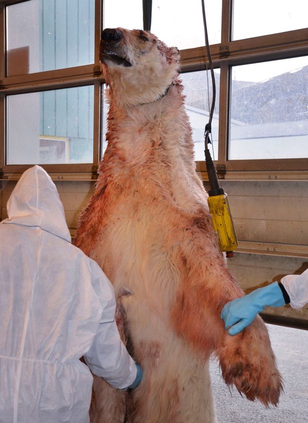 A+photo+made+available+by+the+District+governor+of+Spitsbergens+office,+the+polar+bear+which+attacked+the+British+youths+in+their+camp+on+Spitsbergen,+Svalbard+archipelago,+Norway