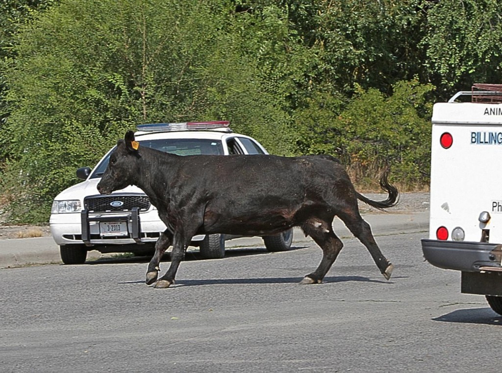 Runaway Cow