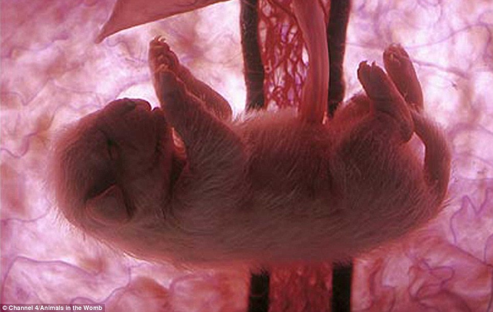 article-0-14B00FE5000005DC-685_964x610