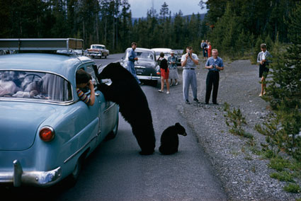 Black Bears Wants into car