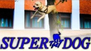 dog-super