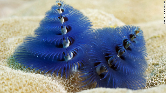 Christmas Tree Worms Christmas tree worms on Opal Reef, Great Barrier Reef