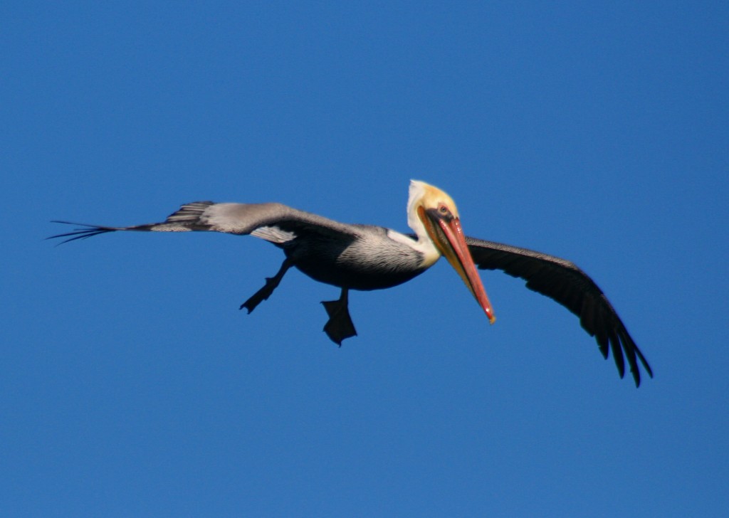 Flying_Brown_Pelican_2