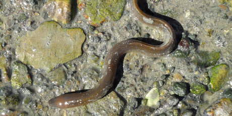 SCCZEN_eel_460x230