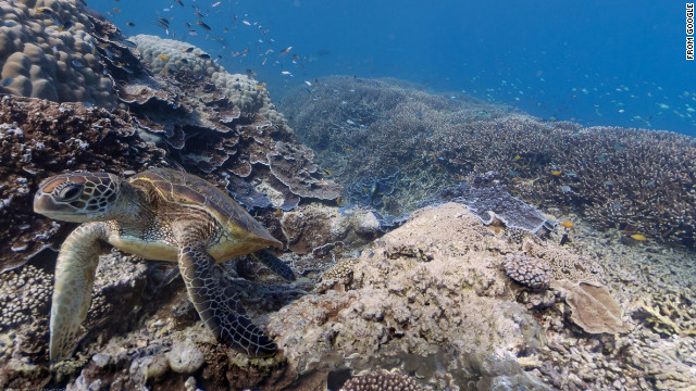 Sea Turtle Swims Amongst The Reef Google is partnering with the Catlin Seaview Survey to bring undersea imagery to Google Maps. This sea turtle swims past a Google camera near Heron Island, Great Barrier Reef, Australia.