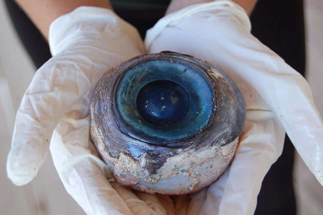 Huge Eyeball