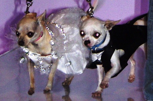 hollywood-pampered-pet-wedding (1)