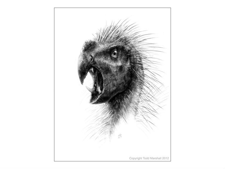 pegomastax-africanus_31012