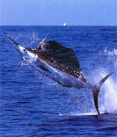 swordfish