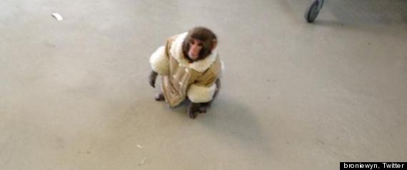 r-MONKEY-IKEA-TORONTO-large570