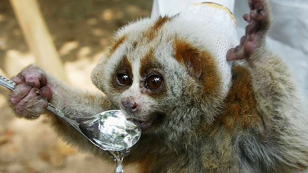 Deadly but cute ... A slow loris like the one that bit Lady Gaga.